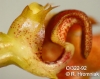 Bulbophyllum weberi  (07)
